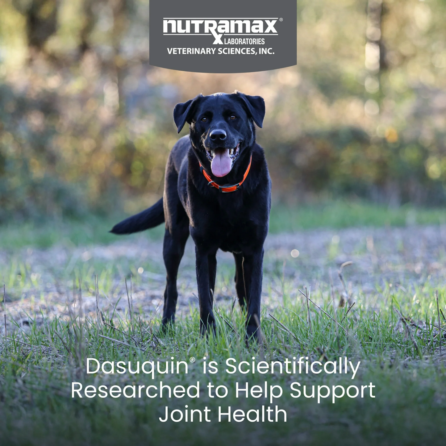 Nutramax Dasuquin with Omega-3s for Dogs Joint Health Supplement, 60 Count Soft