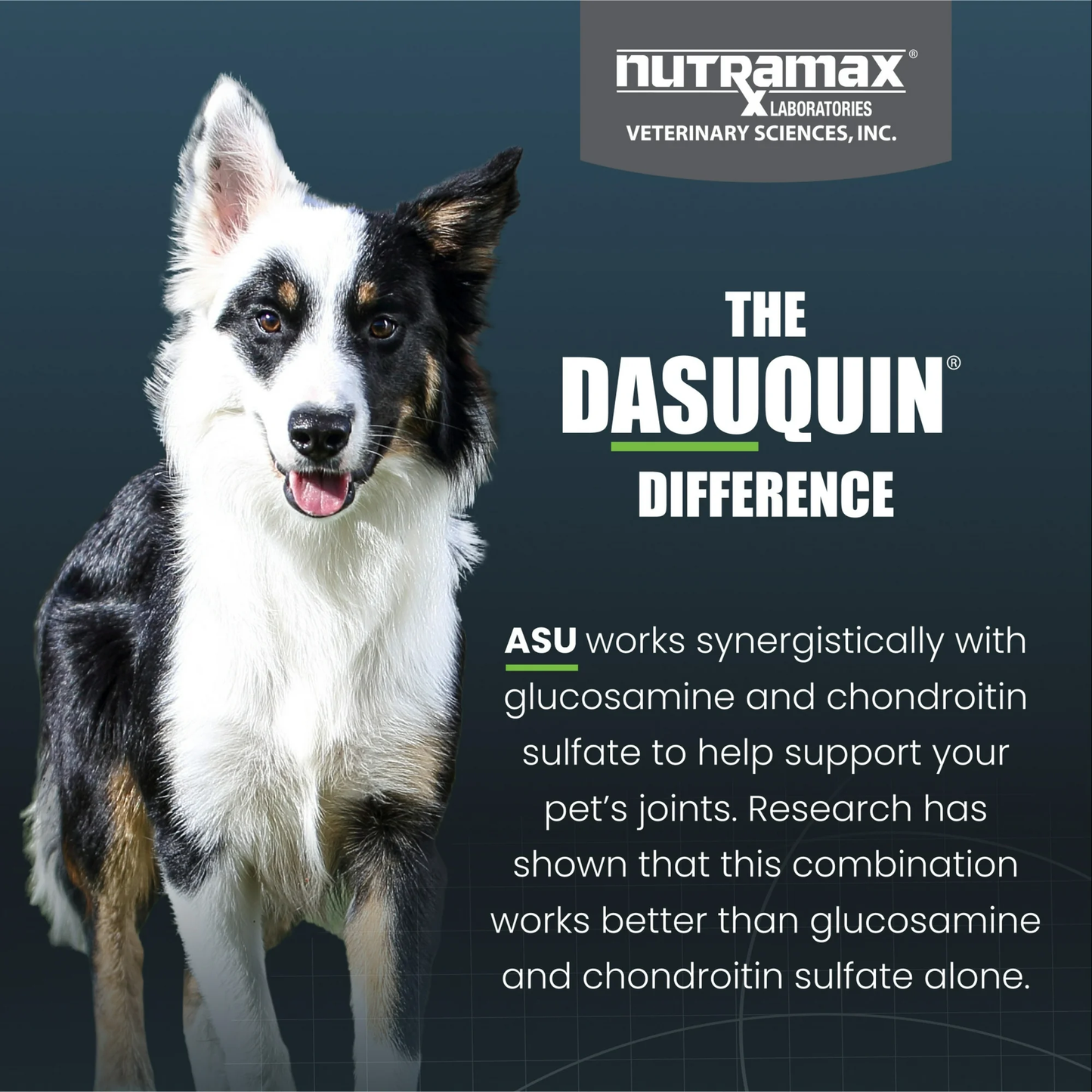 Nutramax Dasuquin with Omega-3s for Dogs Joint Health Supplement, 60 Count Soft