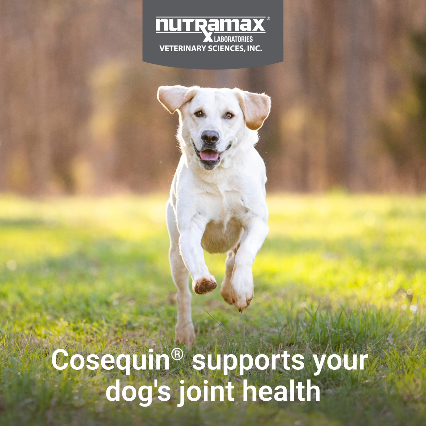 Nutramax Cosequin for Dogs Joint Health Supplement, Soft Chews, 60 Count